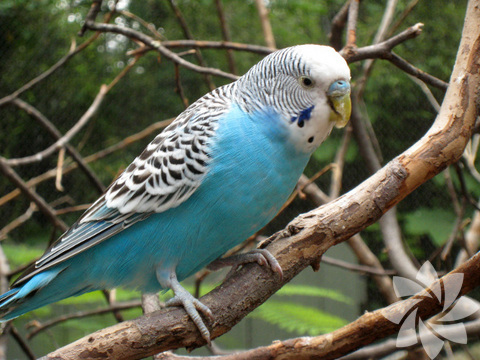 Budgerigar