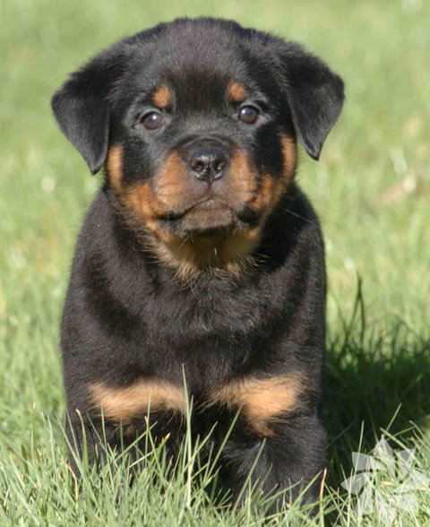 Rottweiler