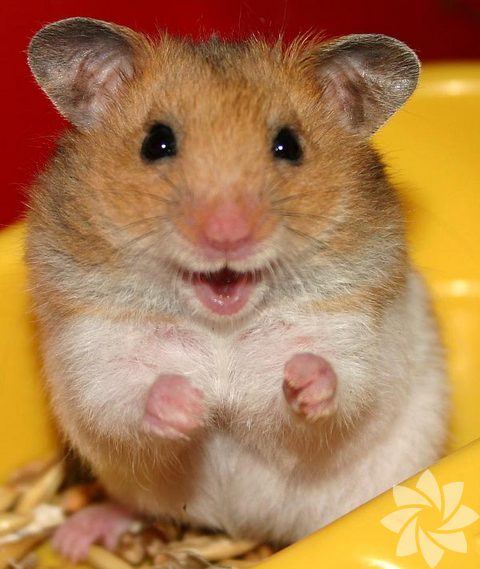 Hamster