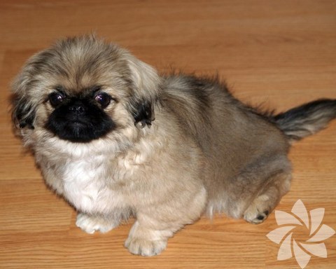 Pekingese