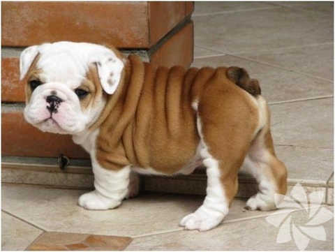 English Bulldog
