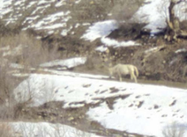 ERÖRİSTLER TARAFINDAN KULLANILAN OPERASYON BÖLGESİNDEKİ KATIRLAR