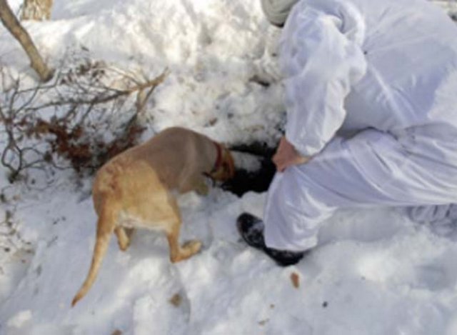 İZ TAKİP KÖPEKLERİNİN ARAMA YAPMASI