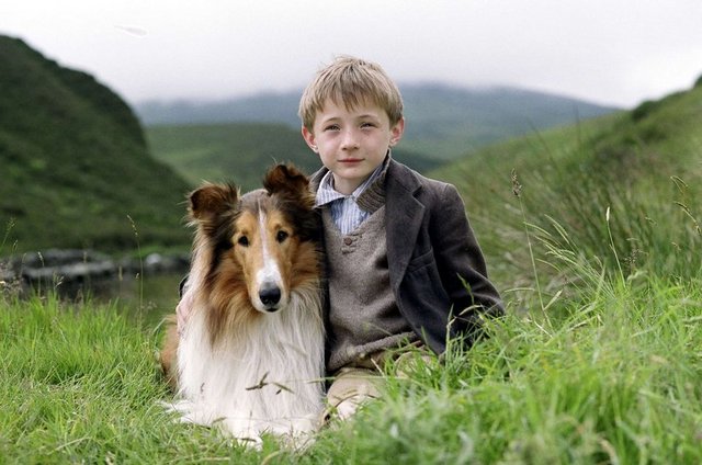 Pal, 1951'e kadar çekilen 6 MGM filminde daha Lassie rolünde kamera karşısına geçti. Lassie karakteri dişi olmasına karşın onu canlandıran bütün köpekler, tüyleri televizyonda daha gür ve parlak görünerek ekrana daha iyi gittiği gerekçesiyle erkekti.