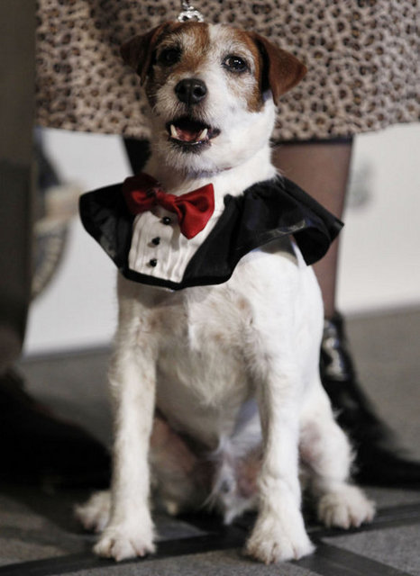 'Artist'' köpek Uggie'nin Oscar törenindeki şovlarına hazırlanan hayranları için ise filmin yapımcısı The Weinstein Company'den biraz hayal kırıklığı yaratan bir haber geldi.