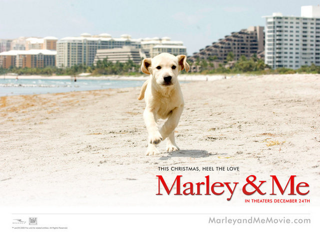 MARLEY VE BEN-2008