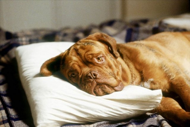 Film, bir olayı araştırırken ölen ortağının Hooch isimli köpeğini alıp bakmak zorunda kalan Dedektif Turner'ın başta canından bezdiren köpek ile sonradan dost olmasını anlatıyordu.