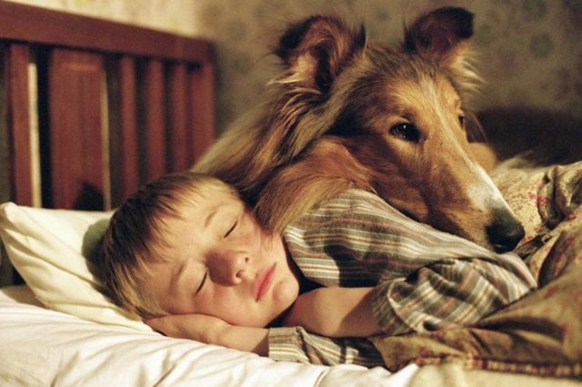 Eric Knight tarafından ''Lassie-Eve Dönüş'' adlı öykü için yaratılan Collie cinsi karakter, bu cins köpeklerle o kadar bütünleşti ki neredeyse bu türü tanımlamak için yıllarca Lassie'nin ismi kullanıldı.