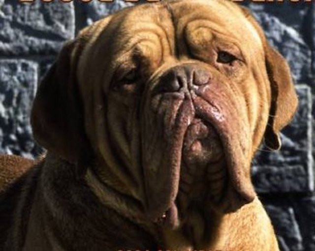 Tom Hanks ile başrolü üstlenerek yeteneği ve eğitimiyle şaşırtan Beasley, Bordeaux cinsi bir köpekti.