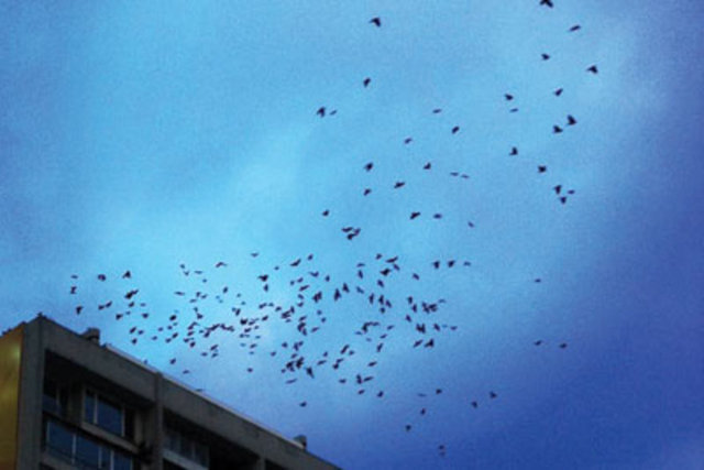 Mine Tugay - @neofreud - Oyuncu – iPhone4