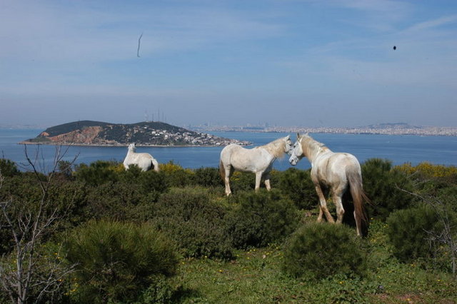 Burgazada'ya İstanbul Şehir Hatları, İstanbul Deniz Otobüsleri, Mavi Marmara, Turyol firmaları düzenli olarak sefer düzenlemektedir.
