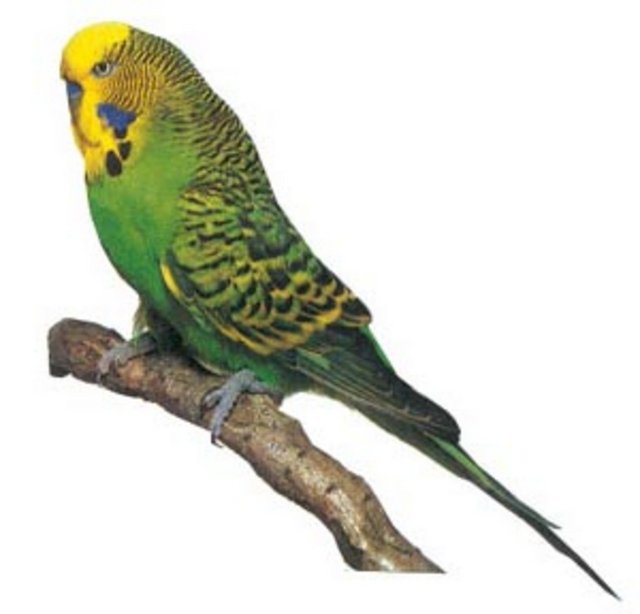 Bir kuşu elle beslemek