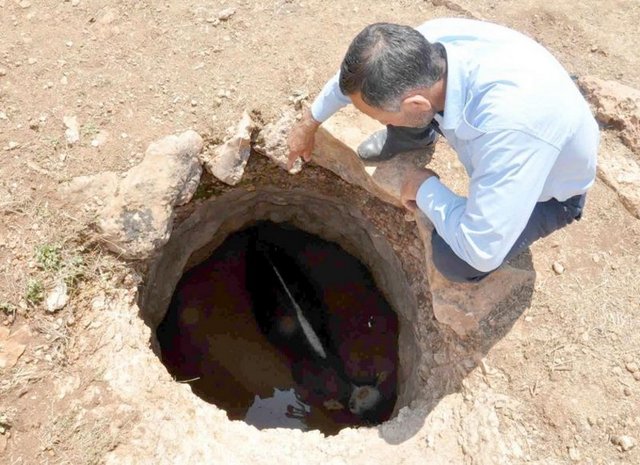Mardin'in Nusaybin İlçesi'nde su içmek içirilmek için su kuyusunun başına götürülen hayvanlardan biri 4 metrelik kuyuya düştü. Çoban Abdurraman Engin'in haber vermesi üzerine bölgeye gelen itfaiye ekipleri 30 dakikalık çalışma sonunda ineği çıkardı.  -  - İŞTE AJANSLARA DÜŞEN EN İLGİNÇ HABER GÖRÜNTÜLERİ >>>