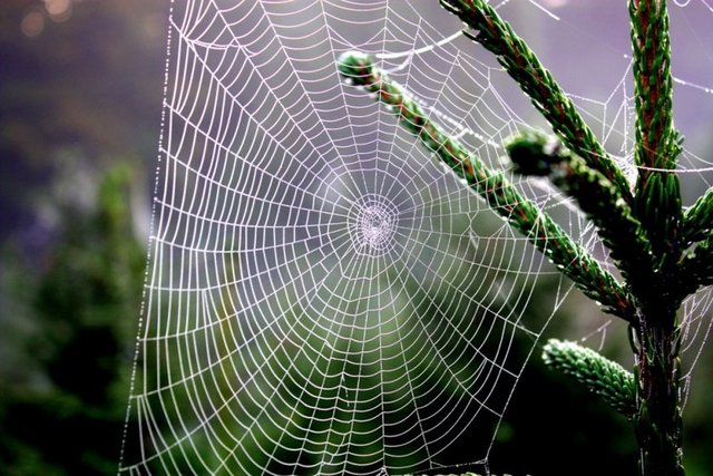 Bilim insanları halen bir örümcek ipeğinin gücünün veya esnekliğinin yerine koyabilecek bir madde üretmeyi başaramadılar.