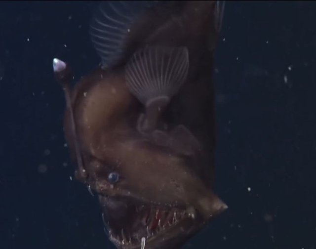 DÜNYANIN EN ÜRKÜTÜCÜ DENİZ HAYVANLARI