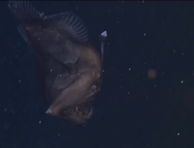 Fener balığı derin denizlerde çok nadir görülen bir balık türüdür." dedi.