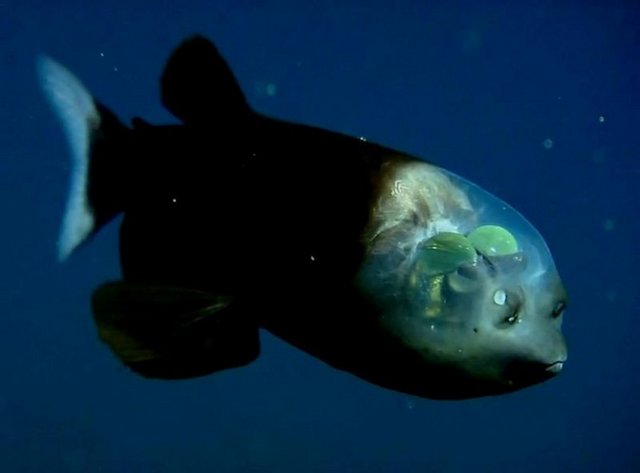 3 Pacific Barreleye: 1939'da keşfedilen balığın en önemli özelliği baş kısmının şeffaf olması ve yüzerken beyninin görülebilmesi. Teleskop biçiminde gözleri olan balığın başının içi tamamen görülebiliyor. Balığın gözleri, diğer balıkların aksine bir insanınki gibi yüzünün önünde yer alıyor.