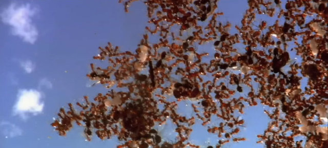 Ateş karıncaları salda birkaç hafta yaşayabiliyor ama kolonilerini yeniden kurmak için sonuçta karaya çıkmaları gerekiyor.