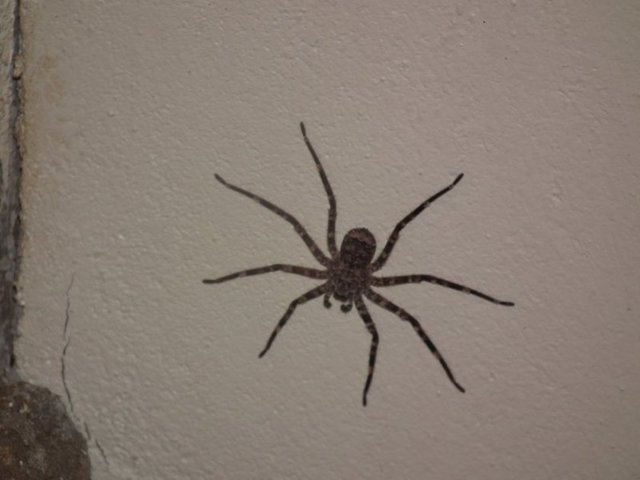 Fakat dışarıda yaşayan örümceklerin ayakları ağ örmelerini sağlayan pençelerle sona erer.