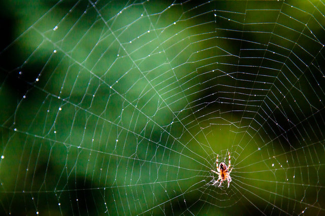 Bir örümcek ağındaki ipek, aynı kalınlıktaki bir çelikten 5 kat daha güçlüdür.