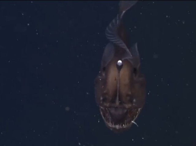 ABD'li deniz yaşamı araştırmacıları, 2 bin metre derinlikte çok nadiren görülen Fener balığına bu kez California eyaletinin Monterey Bay açıklarında sadece 580 metre derinlikte rastladı.