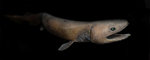 5 Frilled Shark: Fırfırlı köpekbalığı olarak bilinen bu balık oldukça nadir rastlanan bir tür. 1570 metre derinliğe kadar inebilen fırfırlı köpekbalığı, fosili andıran görüntüsüyle sanki dinozorlarla aynı dönemde yaşıyormuş gibi bir izlenim bırakıyor. 'Yaşayan fosil' de denilen köpek balığının boyu 2 metreyi buluyor.