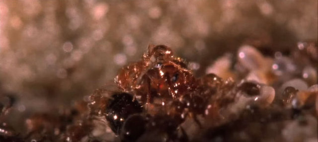 Su taşkınına maruz kalan ateş karıncaları kendilerini korumak için insanı hayretlere düşüren bir yönteme başvuruyorlar.