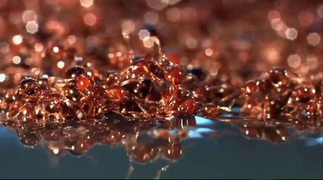 Kraliçe karınca ve larvaları salın ortasına yerleştiren karıncalar onların bedenlerini koruyorlar.