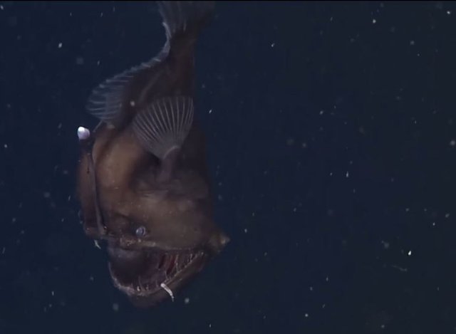 Uzaktan kumandalı özel yapım denizaltı Doc Ricketts'in kameraları insanı ürküten görüntüsüyle ava çıkmış Fener balığının eşsiz görüntülerini an be an kaydetti.