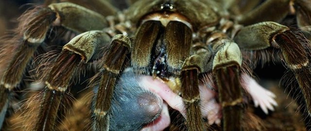 Bu örümcekler kurbağa hatta fare bile yiyebilir.