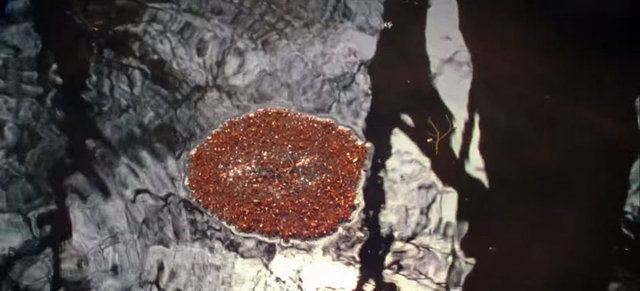 Karıncaların ince tüyleri hava tutuğundan en alttaki karıncalar dahi suya tamamen batmıyor.