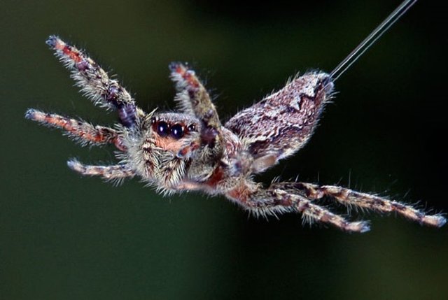 Zıplayan örümcek türleri, kendi vücut uzunluğunun 40 katı yükseğe ulaşabilir. Eğer insanların böyle bir yeteneği olsaydı insanlar 70 metre yükseğe sıçrayabilirdi. Bu arada hatırlatalım; dünya yüksek atlama rekoru 2.45 metredir.