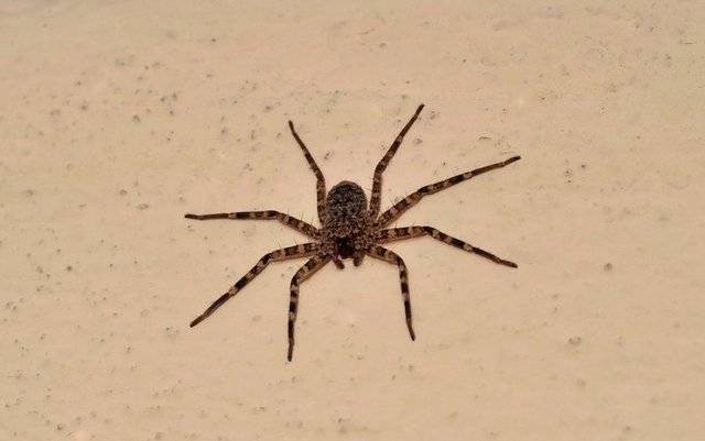 Tüm örümcekler duvara tırmanamaz. Evlerde yaşayan örümcekler ayaklarında duvarda yürümelerini sağlayan tüylere sahiptir.