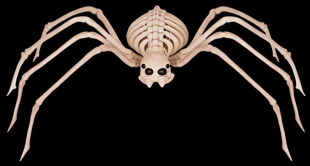 İnsanların kasları iskeletlerinin üzerindedir, buna karşılık örümceklerin kasları iskeletlerinin altındadır.