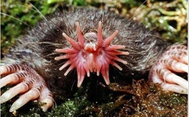 Yıldız Burunlu Köstebek