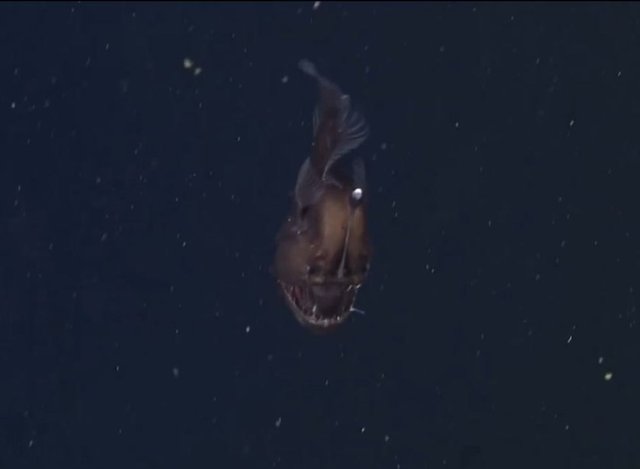 Fener balığı çok lezzetli bir balıktır, ve eti pişirildikten sonra bile hala beyaz ve sağlam kalır.