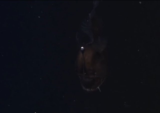 Vücudu çok yassıdır, büyük bir kafası ve çok büyük bir ağzı vardır. Sırtında iki yüzgeci ve dikenleri vardır. Bu dikenlerin birisi diğerlerinden çok daha uzundur ve ağzının önüne kadar sarkar.