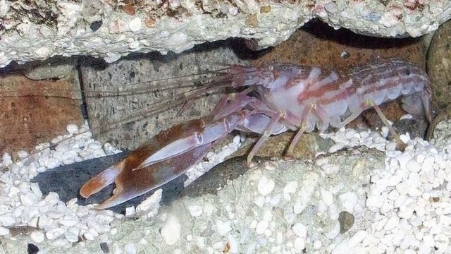 6 Pistol Shrimp: Bu karides türü, kıskaçlarını ateşli silah gibi kullanmasıyla tanınıyor. Kıskaçları içinde sıkıştırdığı havayı avına büyük bir basınçla fırlatıyor ve avını anında öldürüyor. Av, hem darbe hem de sıkışarak kaynayan havanın yakıcılığıyla can veriyor.