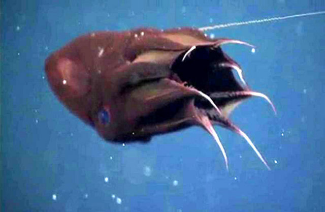 7 - Vampyroteuthis Infernalis: İsminin anlamı "cehennemden gelen vampir" olan bu kalamar, içini dışına çevirerek kendisini bir top haline getirip fosforlu organlarını yavaş yavaş kısıyor ve sanki birden uzaklaşmış gibi bir izlenim oluştuyor. Mürekkep yerine parlayan partiküller içeren bir çeşit mukus fırlatıyor.
