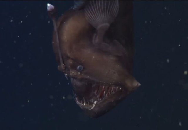 Fener balığı Türkiye'de Akdeniz, Ege denizi ve Marmara denizinde bulunur. Ayrıca Atlas Okyanusunda da bulunur.