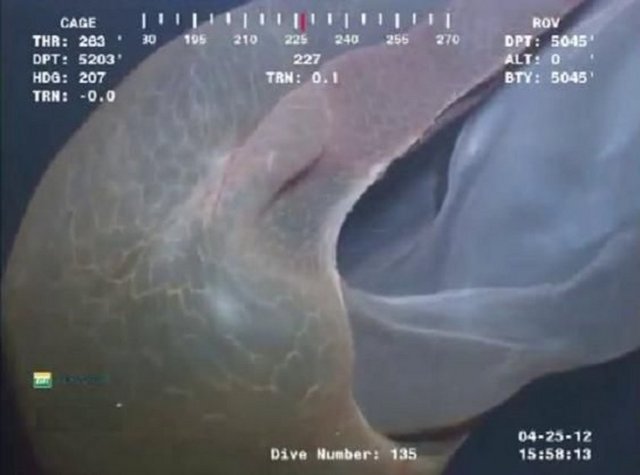 1 Deepstaria Enigmatica: 1967'de keşfedilen bir deniz anası türü olan olan bu canlı, battaniyeyi andıran görüntüsüyle dikkat çekiyor. Boyları 60 santimetreye ulaşan Deepstaria enigmatica, oldukça ince yapısıyla suyun içerisinde bir yaprak gibi süzülüyor.