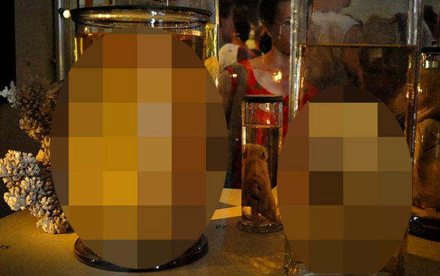 Deneyler Müzesi / St.Petersburg, RusyaÇar Petro genetik bilim çalışmalarını Hollanda'dan anatomi uzmanı Dr. Ruysch'u getirterek sürdürmüş. Ruysch'nın 300 yıl önce gerçekleştirdiği genetik deneyler kavanozlarda sergileniyor.