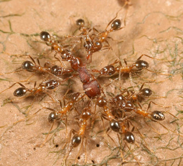 Karınca iki hafta su altında yaşayabilir