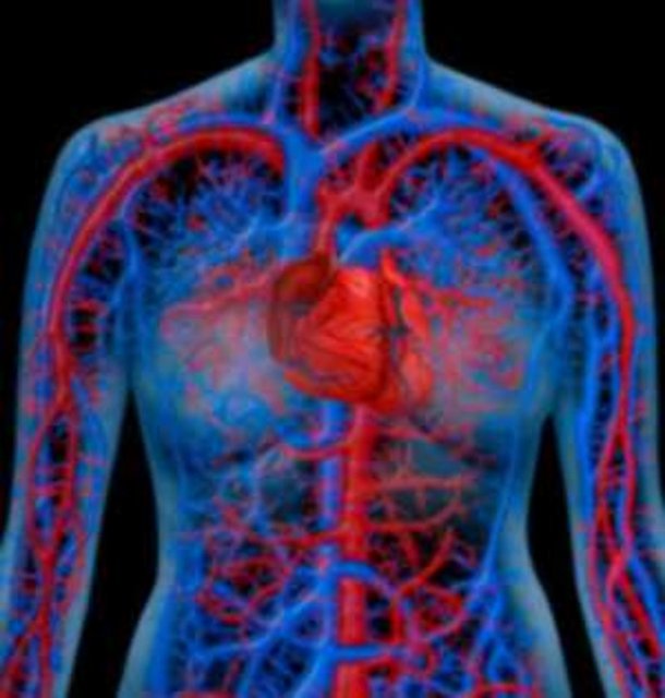 Vücudumuzdaki tüm damarları uç uca ekleseniz 19 bin 200 kilometre eder