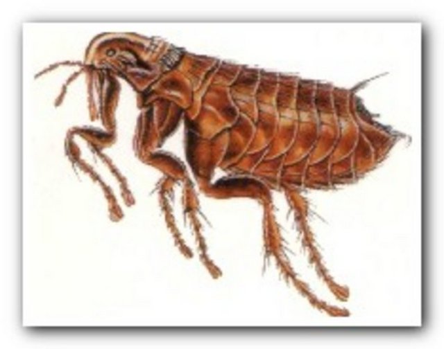 Bir pire, kendi büyüklüğünün 150 kat yüksekliğine zıplayabilir. Bu oranı tutturmak için insanın yaklaşık 30 metre zıplaması gereklidir