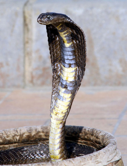 Bir yılan 3 yıl uyuyabilir