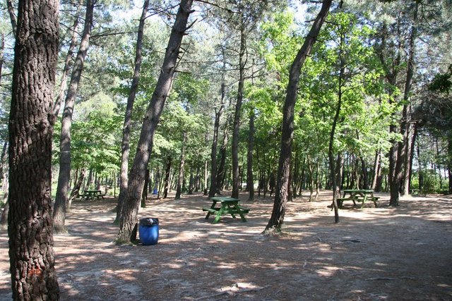 Aileler, okul kafileleri ve benzeri kalabalık gruplar, orman içine serpilmiş düzlüklerde nefis bir gün geçirebilirler.