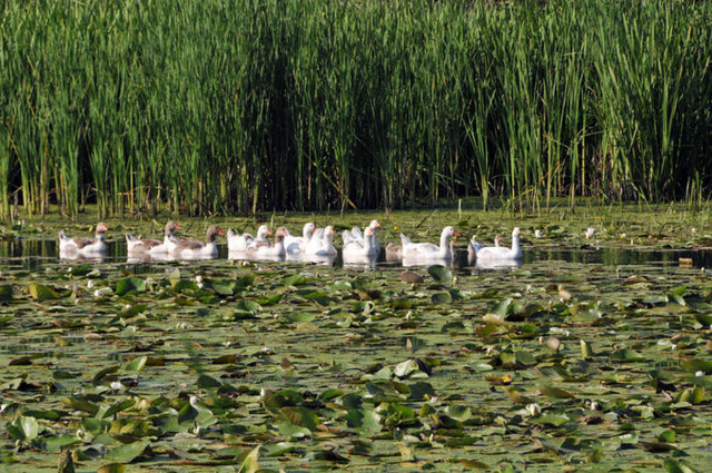 Ayrıca otogardan her gün kalkan otobüslerle de İğneada'ya ulaşmanız mümkün