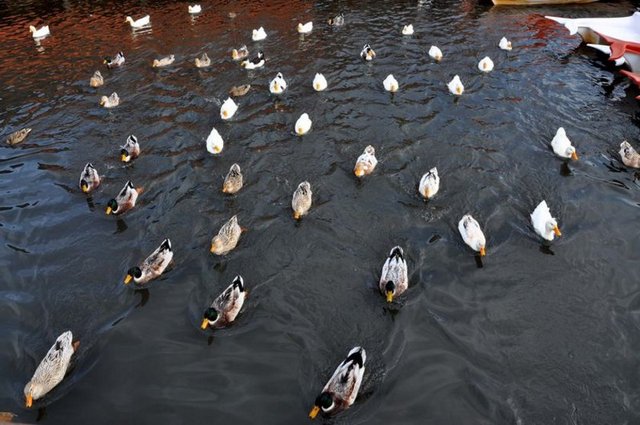 NEREDE KALINIR? -  - Karasu çevresinde kalınabilecek pek çok otel bulunuyor -