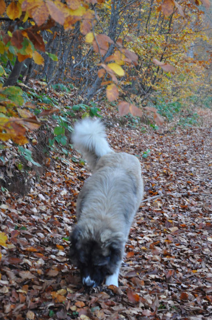 Ayrıca güveçte köy peynirinin de tadına doyum olmuyor -